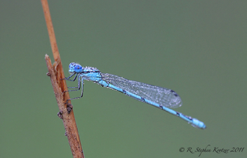 Enallagma doubledayi, male